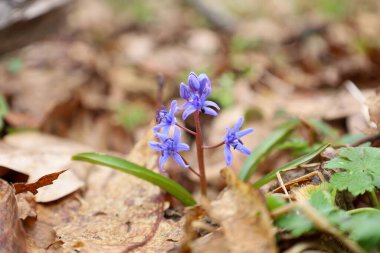 Düşen yaprakların arasında büyüyen iki yapraklı squill 'in küçük mavi çiçeğinin yakın çekimi. Çiçeğin ortasında altı taç yaprağı ve sarı bir kekik vardır..
