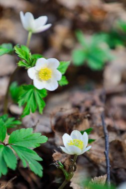 Bu yakın plan fotoğraf dökülen yapraklar ve yeşil yapraklar arasında büyüyen narin beyaz çiçekleri gösteriyor. Çiçeklerin merkezinde sarı kamışlı yıldız şeklinde 6 taç yaprağı var..