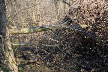 Bu fotoğraf, çalıların ve dalların arasında devrilmiş bir ağacın olduğu bir orman manzarasını gösteriyor. Ağaç gri ya da kahverengidir ve yatay olarak yatar..