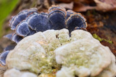 Mantarlar farklı renkler sergiler: üst mantarların ince açık kenarlı koyu mavi veya mor bir tonu vardır, alt mantarlar ise yeşil renkli krem beyazdır..
