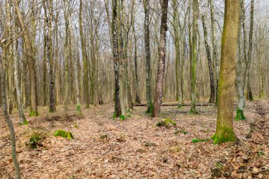 Fotoğraf, yukarı doğru uzanan uzun yapraksız ağaçların olduğu bir orman sahnesini gösteriyor. Ağaçların kabuğu gri ve kahverenginin çeşitli tonlarına sahiptir ve bazı gövdelerde yeşil yosun görünür..