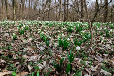 Kar taneleri olarak da bilinen bu çiçekler, yukarı doğru uzanan kahverengi yapraklar ve çıplak ağaçlarla bir kontrast oluşturur..