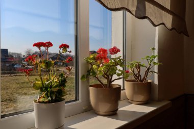 Bu fotoğraf, parlak güneş ışığıyla aydınlatılmış, pencere pervazında çiçek açan sardunyalarla dolu üç çömleği tasvir ediyor. Sardunyaların yeşil yapraklarla tezat oluşturan kırmızı ve pembe çiçekleri var..