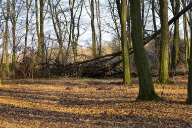 Bu fotoğraf düşmüş yapraklar ve çıplak ağaçlarla dolu bir orman sahnesini tasvir ediyor. Ön planda, düşen yapraklar zemini kaplıyor, desenli bir halı oluşturuyor..