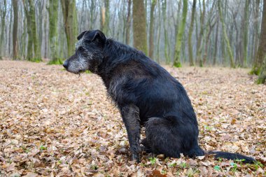 Fotoğraf bir ormanda düşmüş yapraklarla kaplı yerde oturan siyah bir köpeği tasvir ediyor. Köpeğin neredeyse siyah bir kürkü var. Ağızlığında gri gözlükler var. Yaşını gösteriyor..