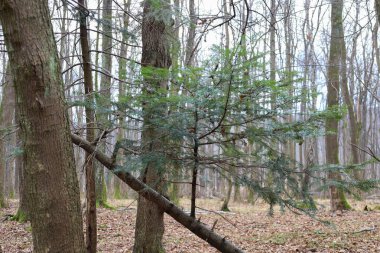 Bu fotoğraf bir ormanda uzun ağaçların arasında büyüyen küçük bir ladin ağacını tasvir ediyor. Genç ladin ağacı, henüz çiçek açmamış gri ve kahverengi ağaçların zeminine karşı zengin yeşil rengiyle öne çıkıyor..