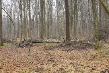 İnce, çıplak ağaçlar yukarı doğru yükselirler ve gri gökyüzüne karşı bir dallar ağı oluştururlar. Düşen yapraklar zemini kaplayarak kahverengi ve sarı renkli bir halı oluşturuyor..