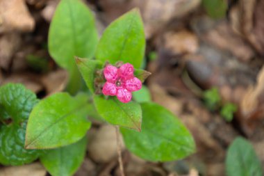 Düşen yaprakların arasında çiçek açan hassas pembe bir akciğerotunun (Pulmonaria) yakın çekimi. Çiçeğin daha koyu damarlı beş taç yaprağı vardır. Bu da ona incelik katar..