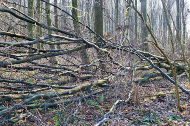 Fotoğraf, ağaçların arasında yere düşmüş dalların olduğu bir orman sahnesini gösteriyor. Dallar rastgele dağılmış, kaotik ama doğal bir düzen yaratıyor..