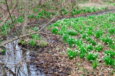 Bu fotoğraf, ağaçlar ve düşen yapraklar arasında akan küçük bir dereyle bir bahar ormanı manzarasını yakalar. Ön planda, dere kıyısı boyunca çok sayıda beyaz çiçek yetişir..
