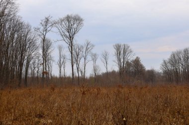 Bu fotoğraf, ön planda kuru çim tarlası olan kasvetli bir kış manzarasını yakalar. Çimler kahverengidir ve desenli bir halı yaratır. Arka planda yaprakları olmayan çıplak ağaçlar görülebiliyor. Bu da kış dönemini gösteriyor..