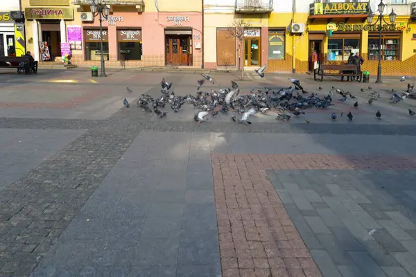 Drogobitch, Ukrayna, - 25 Mart 2025: Fotoğrafta kaldırım taşları ve çok sayıda güvercin içeren bir şehir meydanı görülüyor.