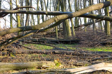 Fotoğraf devrilmiş ağaçları olan bir ormanı gösteriyor. Ağaçlar yerde yatıyor, kaotik bir manzara yaratıyorlar. Arka planda yapraksız dikey ağaç gövdeleri görünür.
