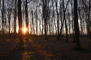 Güneşin çerçevenin merkezindeki iki büyük ağacın arasından parladığı ormandaki günbatımının büyüleyici bir fotoğrafı. Güneşin altın ışığı, güneşin etrafını saran ağaç gövdeleri ve dallarıyla sıcak bir zıtlık yaratır..