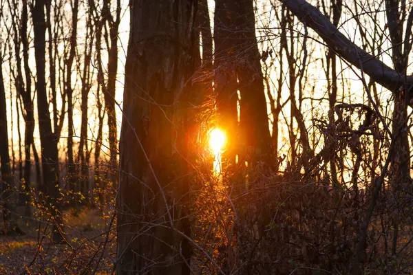 Gün batımında güneşin ışınlarının sık ağaç gövdelerini delip geçtiği büyüleyici bir orman manzarası ışık ve gölge arasında bir tezat oluşturuyor..
