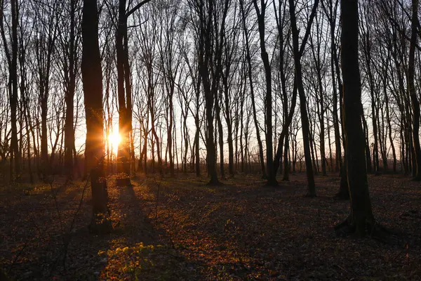Güneşin çerçevenin merkezindeki iki büyük ağacın arasından parladığı ormandaki günbatımının büyüleyici bir fotoğrafı. Güneşin altın ışığı, güneşin etrafını saran ağaç gövdeleri ve dallarıyla sıcak bir zıtlık yaratır..