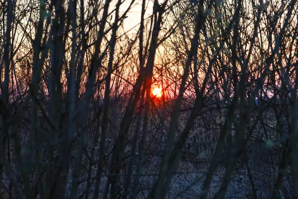 Fotoğraf, sık ağaç dallarının arasından gün batımını yakalar. Batan güneş, karmaşık dalları delip geçen sıcak bir ışık yayar. Ağaçların karanlık siluetleri ile günbatımının parlak yansımaları arasında bir tezat yaratır..