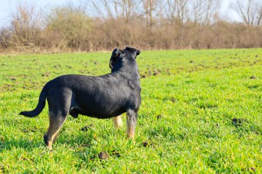 Bir köpek yeşil bir alanda duruyor, uzaklığa bakıyor. Köpeğin patilerinde kahverengi lekeler olan siyah bir kürkü var. Sırtı izleyiciye dönük durur ve güçlü yapısını gösterir..