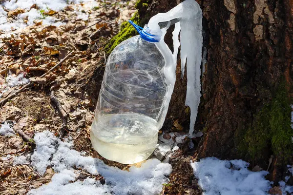 Fotoğraf, huş ağacına bağlı plastik bir şişede huş ağacı özü toplama sürecini gösteriyor. Ağacın özsuyu şeffaf plastik bir şişede toplanır..