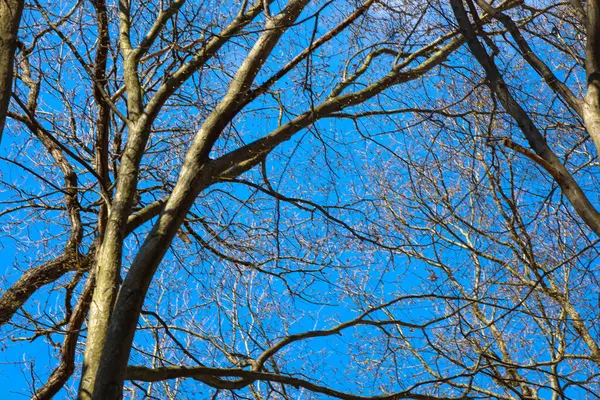 Fotoğraf, mavi gökyüzüne uzanan yapraksız ağaçları gösteriyor. Ağaçların dalları parlak gökyüzüne karşı karmaşık bir şablon oluşturuyor. Fotoğraf gündüz çekilmiş, doğal ışık altında..