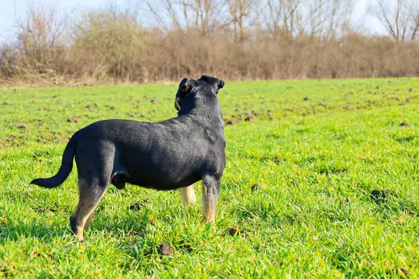 Bir köpek yeşil bir alanda duruyor, uzaklığa bakıyor. Köpeğin patilerinde kahverengi lekeler olan siyah bir kürkü var. Sırtı izleyiciye dönük durur ve güçlü yapısını gösterir..