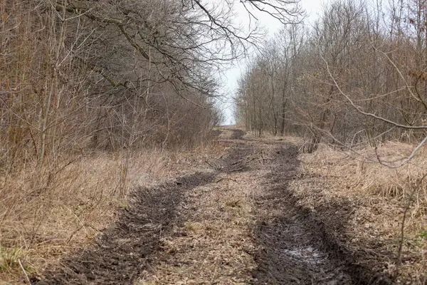 Fotoğrafta ormana giden tekerlek izleri olan bir orman yolu var. Yolun tekerlek izleri var ve çimlerle kaplı. Orman uzun yapraksız ağaçlardan ve çalılardan oluşur..