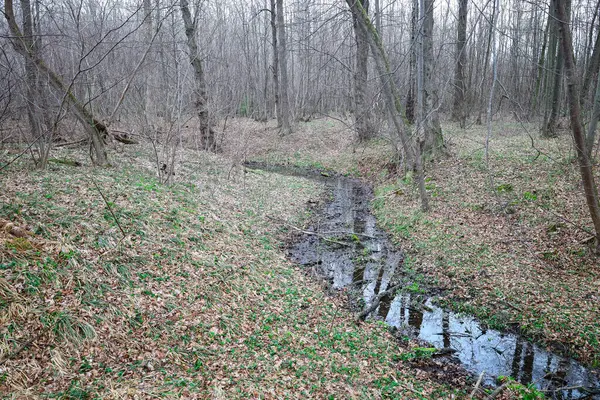 Fotoğraf, ormanın içinden akan küçük bir dereyi gösteriyor. Akıntı karanlık sulara sahiptir ve gökyüzünü yansıtır. Nehrin kıyıları dökülen yapraklar ve otlarla kaplıdır..