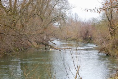 Fotoğraf, ormanın içinden akan bir nehri gösteriyor. Nehrin kıyılar arasında ağaçlarla akan yeşil suyu var. Ağaçların çıplak dalları vardır, bu da kış ya da ilkbahar dönemini gösterir.