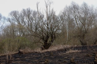 Fotoğraf yanmış toprakta büyüyen ağaçları gösteriyor. Toprak siyah ve yanmış, kuru çimen kalıntılarıyla. Ağaçların çıplak dalları vardır, bu da kış ya da ilkbahar dönemini gösterir..