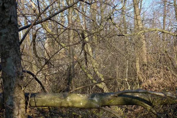 Fotoğraf ön planda devrilmiş bir ağacın olduğu bir ormanı gösteriyor. Ağacın dokusu gri bir gövdesi var ve yerde yatıyor. Arka planda, diğer yapraksız ağaçlar ve çalılar görülebilir.. 