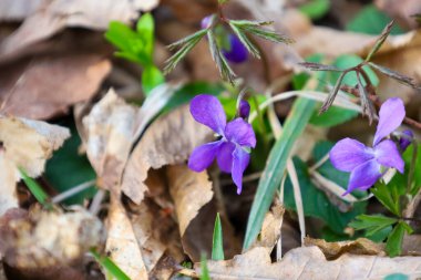 Fotoğraf düşmüş yaprakların arasında büyüyen mor çiçekleri gösteriyor. Çiçeklerin mor yaprakları ve yeşil yaprakları var. Düşen yapraklar ve dallar yerde görünür..