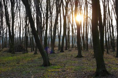 Fotoğraf uzun yapraksız ağaçları olan bir ormanı gösteriyor. Güneş ışığı ağaçların arasından parlar, ışık ve gölge arasında bir kontrastlık yaratır. Yer dökülen yapraklar ve çimlerle kaplı..