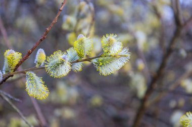 Çiçek açmış kedi derili söğüt dallarına yakın çekim. Catkins 'in sarı anterli gümüş-beyaz bir rengi var. Söğüt dalları yukarı doğru uzanır bulanık dalların ve gökyüzünün arka planına.