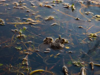 Fotoğraf karanlık suda yüzen iki kurbağayı gösteriyor. Suyun yeşilimsi renkleri vardır ve gökyüzünü yansıtır. Algler ve dallar altta görünür. Kurbağalar koyu renklidir ve derileri desenlidir..