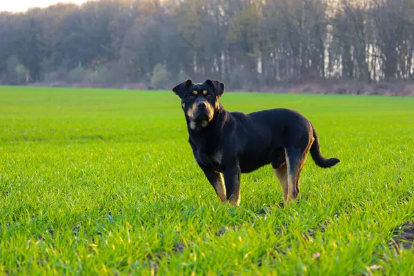 Arka planda orman olan yeşil bir arazide bir köpek duruyor. Köpeğin pençelerinde ve yüzünde kahverengi lekeler olan siyah bir kürkü var. Alanın ortasında duruyor, doğrudan izleyiciye bakıyor..
