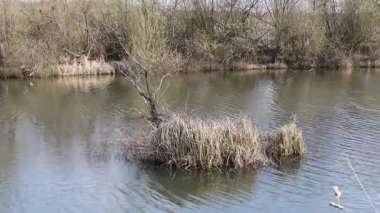 Gölün ortasında küçük bir ada var, bir tür rüzgar..