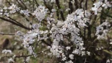 Videoda baharda küçük beyaz çiçeklerle açan bir ağaç görülüyor. Ağacın çiçek açması, bahar doğasının güzelliğini vurgulayan hassas ve romantik bir görüntü yaratır..