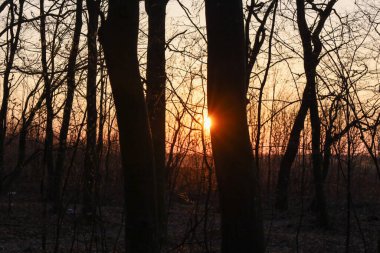 Fotoğraf günbatımında bir orman manzarasını yakalar. Batan güneş, sık ağaç gövdelerinden süzülerek ağaçların karanlık siluetleri ile parlak turuncu ışık arasında bir tezat oluşturuyor..