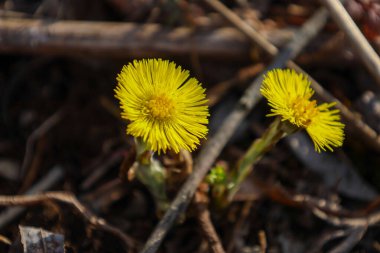 Fotoğraf, kurumuş dallar ve yapraklar arasında büyüyen iki parlak sarı yaka çiçeğini tasvir ediyor. Çiçeklerin kabarık yaprakları ve sarı bir merkezi var. Yerden yükselen ince gövdeler üzerinde yer alırlar..