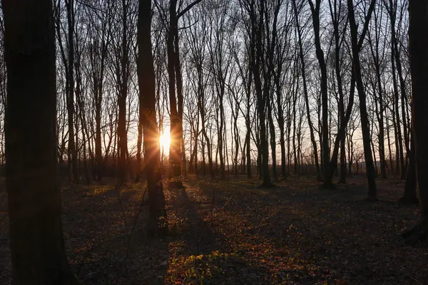 Fotoğraf günbatımında sık bir ormanı yakalar. Güneş ışığı kalın ağaç gövdelerini delip geçer, karanlık siluetler ve parlak ışık arasında bir kontrast yaratır..