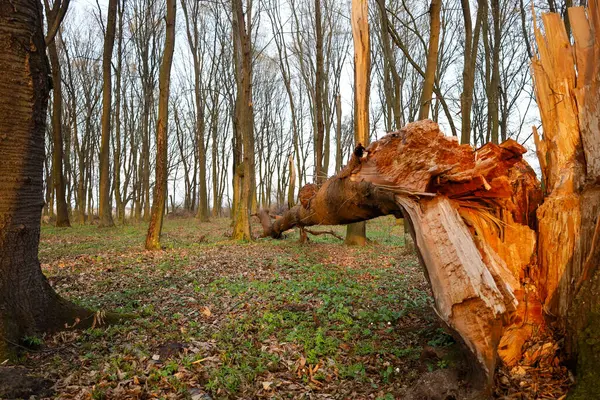 Fotoğraf ön planda devrilmiş bir ağacın olduğu bir ormanı gösteriyor. Ağaç yarılmış, büyük kıymıklar ve kabuk soyulmuş. Arka planda uzun yapraksız ağaçlar görülebilir ve sık bir orman oluşturur..