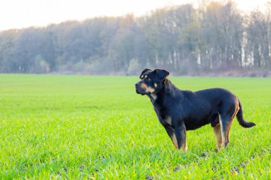 Fotoğraf yeşil bir tarlada bir orman zeminine karşı duran bir Rottweiler 'ı gösteriyor. Köpeğin pençelerinde ve yüzünde yanık izleri olan siyah bir paltosu var. Profilde duruyor, yana bakıyor..