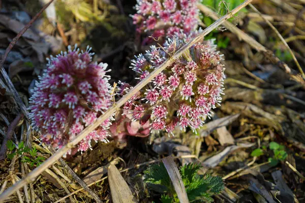 Fotoğraf, düşen yapraklar ve toprak arasında büyüyen iki Petasite melezinin yakın çekimi. Çiçeklerin beyaz uçlu pembe tomurcukları narin ve zıt bir görünüm yaratıyor..