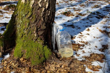 Fotoğraf, huş ağacının özsuyunun plastik bir şişede toplandığını gösteriyor. İçinde sıvı olan plastik bir şişe ağaca bağlıdır..
