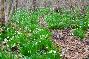 Fotoğrafta yeşil çimenler ve düşen yapraklar arasında büyüyen beyaz kar damlalarıyla kaplı bir açıklık görülüyor. Çiçeklerin sarkık beyaz yaprakları ve yeşil sapları var. Çimenler parlak yeşil ve ince, keskin yaprakları var..