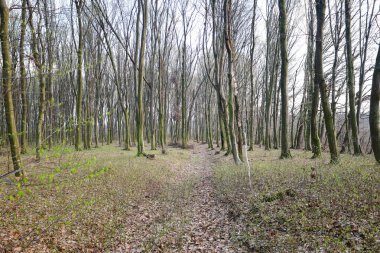 Fotoğraf, sık bir ormanın içinden geçen bir orman yolunu gösteriyor. Ağaçlar uzun ve ince, yaprakları yok ve dalları gökyüzüne doğru uzanıyor..