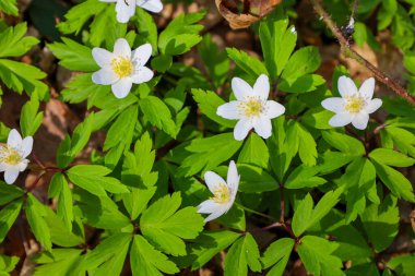 Fotoğraf, ormanda büyüyen bir grup beyaz şakayığın yakın çekimini gösteriyor. Çiçeklerin ortasında beş taç yaprağı ve sarı mantarlar vardır. Deniz şakayıklarının yaprakları parlak yeşildir ve palmiye biçimine sahiptir..