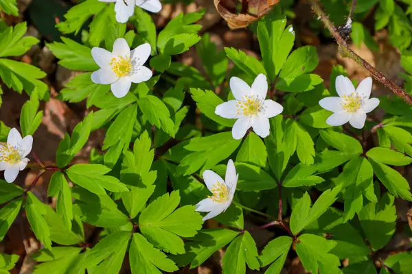 Fotoğraf, ormanda büyüyen bir grup beyaz şakayığın yakın çekimini gösteriyor. Çiçeklerin ortasında beş taç yaprağı ve sarı mantarlar vardır. Deniz şakayıklarının yaprakları parlak yeşildir ve palmiye biçimine sahiptir..