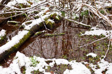 Fotoğraf, karla kaplı bir ormanda küçük bir su kütlesini gösteriyor. Su yapraksız ağaçları yansıtır. Ağaç dalları ve düşen gövdeler kar ve yosun ile kaplıdır..