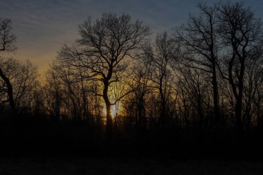 Fotoğraf sık bir ormanın arkasında gün batımını gösteriyor. Güneş ufukta batıyor, ağaçlar arasında parlak bir ışık huzmesi oluşturuyor..